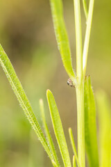 Jumping spider creeping around a green plant stalk