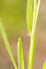 Jumping spider creeping around a green plant stalk