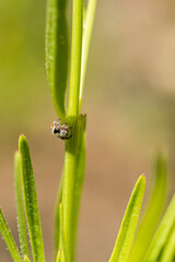 Jumping spider creeping around a green plant stalk