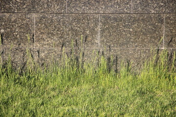 Green grass before grey stone grunge wall texture