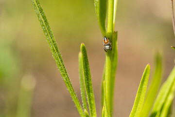Jumping spider creeping around a green plant stalk