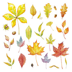 Fototapeta premium Vector Set of red autumn watercolor elements - herbs and leaf. Collection garden, wild foliage and branches.