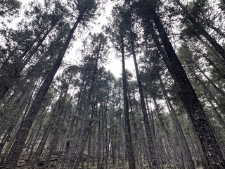 spooky pines