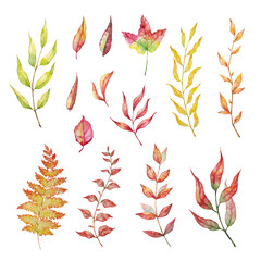 Vector Set of red autumn watercolor leaves and branches. Collection garden, wild foliage.
