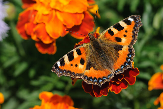 A bright butterfly with spread wings sits on a flower. Blurred floral background. Marigold. Selective focus