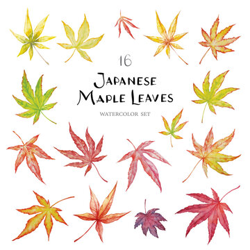 Vector Big Set Of Red Autumn Watercolor Japanese Maple Leaves Isolated On White Background.