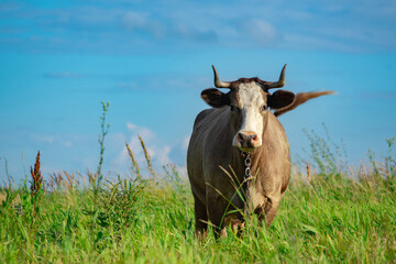 Beautiful brown cow stands on a green meadow in dense grass