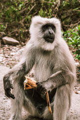 big gray monkey eating banana in the forest in asia