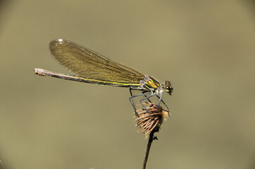 Banded demoiselle female (Calopteryx splendens) by the Isar river in Münich