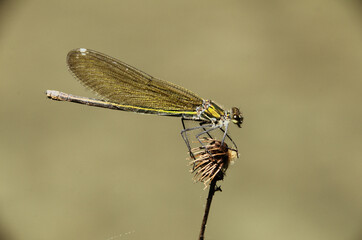 Banded demoiselle female (Calopteryx splendens) by the Isar river in Münich