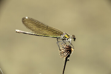 Banded demoiselle female (Calopteryx splendens) by the Isar river in Münich