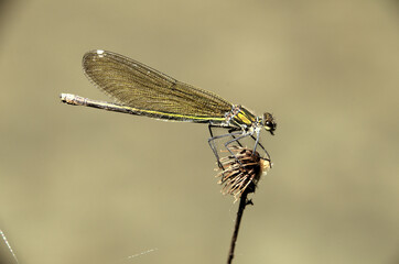 Banded demoiselle female (Calopteryx splendens) by the Isar river in Münich