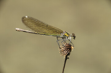 Banded demoiselle female (Calopteryx splendens) by the Isar river in Münich