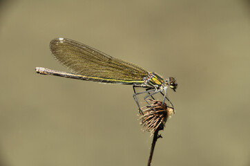 Banded demoiselle female (Calopteryx splendens) by the Isar river in Münich