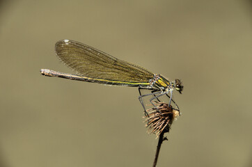 Banded demoiselle female (Calopteryx splendens) by the Isar river in Münich