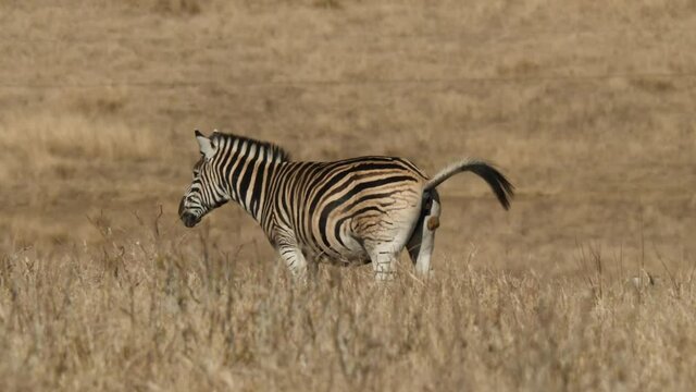 Plains Zebra Pooping