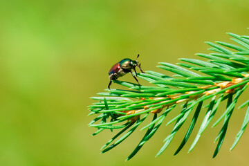 Japanese beetle on pine needles