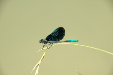 Banded demoiselle male (Calopteryx splendens) by the Isar river in Münich
