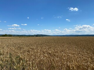 Getreidefeld mit reifen Ähren bis zum Horizont.  Blauer Himmel im Sommer