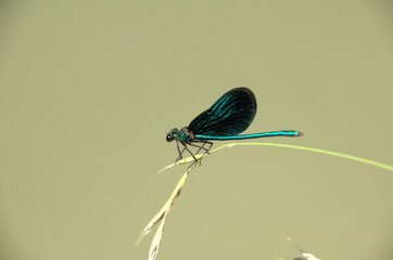 Banded demoiselle male (Calopteryx splendens) by the Isar river in Münich
