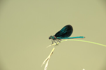 Banded demoiselle male (Calopteryx splendens) by the Isar river in Münich