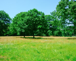 Fototapeta na wymiar Golden fescue grass field and green trees