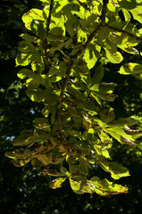 Fototapeta na wymiar European horse-chestnut (Aesculus hippocastanum) foliage against sunlight