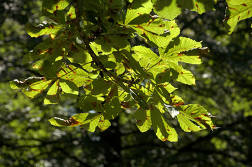 European horse-chestnut (Aesculus hippocastanum) foliage against sunlight