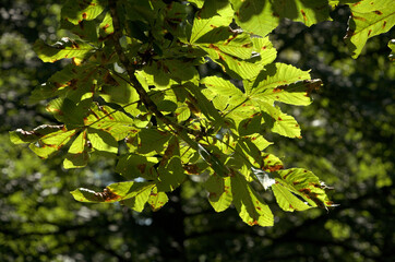 European horse-chestnut (Aesculus hippocastanum) foliage against sunlight