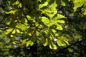 European horse-chestnut (Aesculus hippocastanum) foliage against sunlight