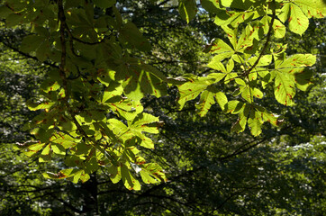 European horse-chestnut (Aesculus hippocastanum) foliage against sunlight