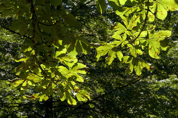 European horse-chestnut (Aesculus hippocastanum) foliage against sunlight