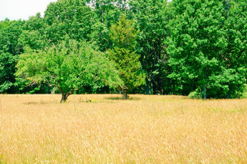 Golden fescue grass field and green trees