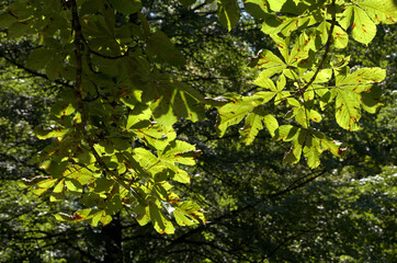 European horse-chestnut (Aesculus hippocastanum) foliage against sunlight