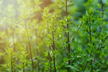 Green leafy mint background. Peppermint - grows in the garden