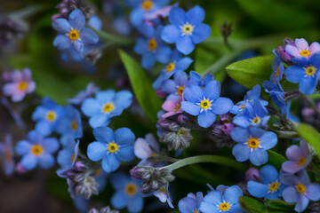 Blue forget-me-nots (Myosotis) close-up, macro. Like background texture