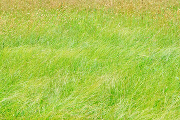 Close up view of fescue grass field - natural background