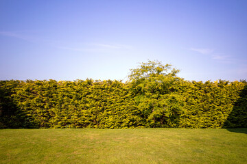 Gleditsia Triacanthos Sunburst tree infront of a row of conifers in the morning sunlight with...
