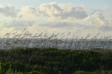 Sea Oats on the coast of Florida
