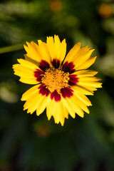 yellow summer flower in close-up