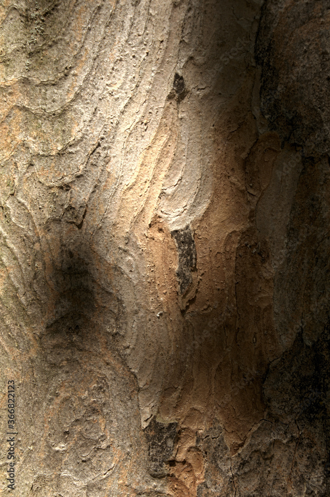 Wall mural abstract patterns on maple bark formed by light and shadow on whorled ridges