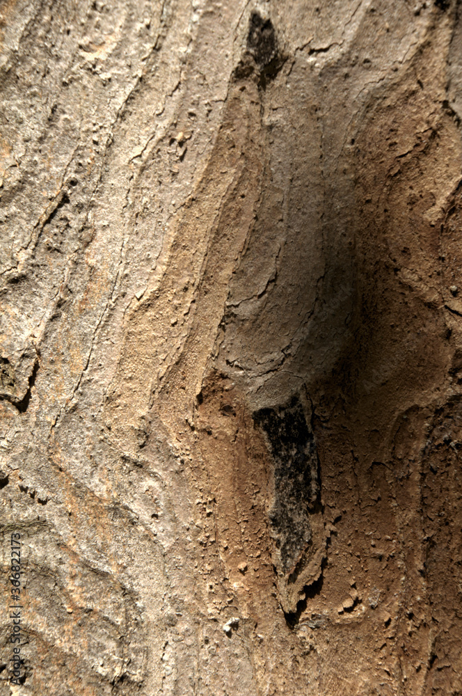 Wall mural abstract patterns on maple bark formed by light and shadow on whorled ridges