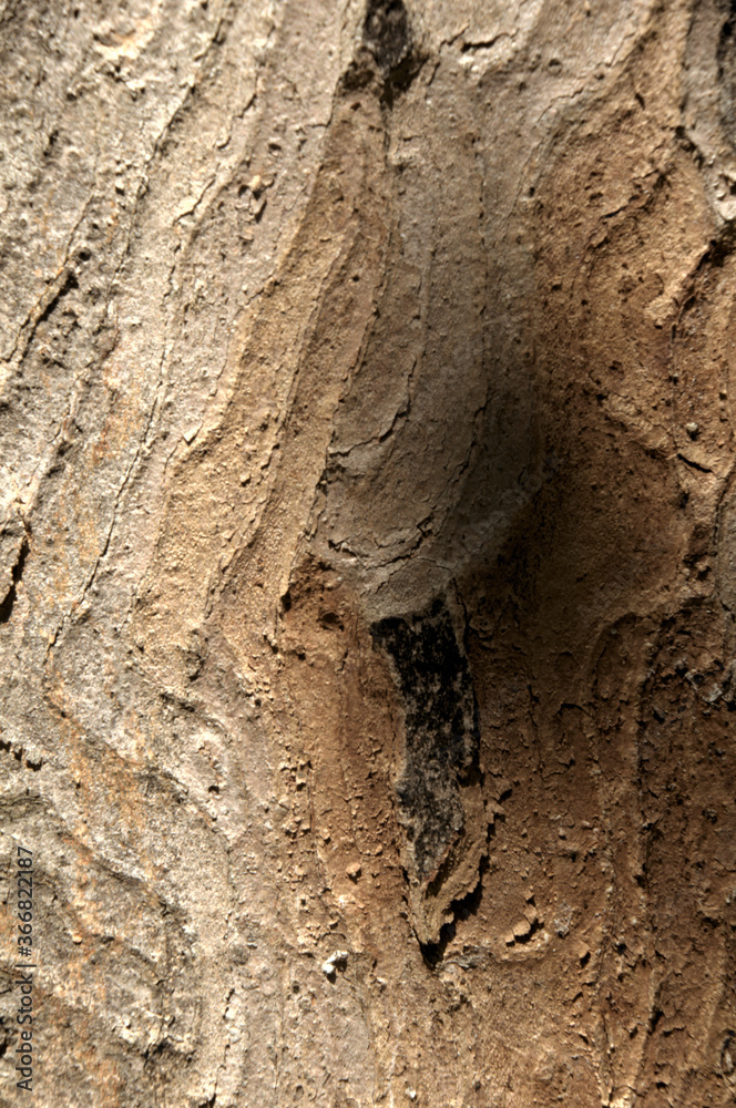 Wall mural abstract patterns on maple bark formed by light and shadow on whorled ridges