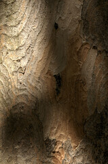 Abstract patterns on maple bark formed by light and shadow on whorled ridges