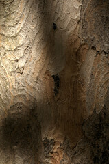 Abstract patterns on maple bark formed by light and shadow on whorled ridges
