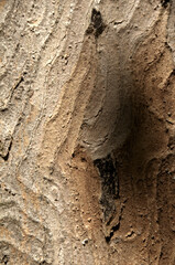 Abstract patterns on maple bark formed by light and shadow on whorled ridges