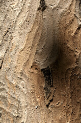 Abstract patterns on maple bark formed by light and shadow on whorled ridges