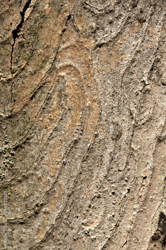 Poster abstract patterns on maple bark formed by light and shadow on whorled ridges