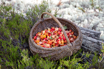 Ripe cloudberries in a basket in the forest. Karelia. Russia