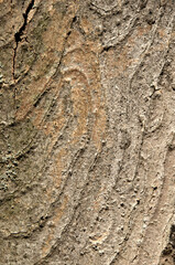 Abstract patterns on maple bark formed by light and shadow on whorled ridges